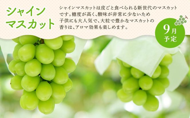 【定期便全3回】夏のいいとこどり定期便（7・8・9月） 372013_GM021