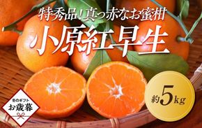 【お歳暮ギフト/熨斗対応】特秀品！真っ赤なお蜜柑「小原紅早生」約5kg 372013_GM036
