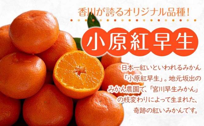 【2025年11月中旬より発送】特秀品！真っ赤なお蜜柑「小原紅早生」約3kg 372013_GM039