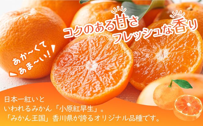 【2025年11月中旬より発送】特秀品！真っ赤なお蜜柑「小原紅早生」約3kg 372013_GM039
