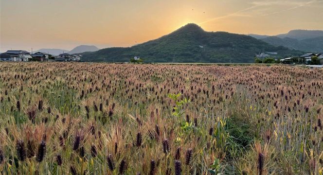 さぬき産・鬼無パープルもち麦 １キロパック 372013_GV001