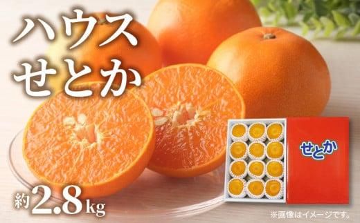 ハウスせとか 約2.8kg【2026年1月下旬～2026年2月下旬配送