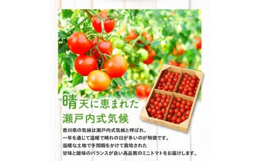ミニトマト約2.7kg【2025-11月上旬～2026-6月中旬配送】 372013_T006-032J