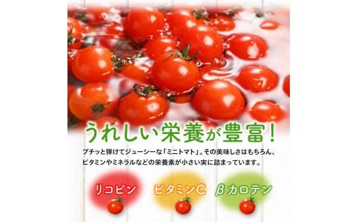 ミニトマト約2.7kg【2025-11月上旬～2026-6月中旬配送】 372013_T006-032J