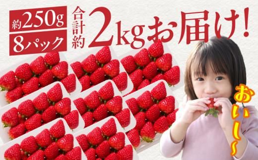 高松産季節の果物＜希少品種　女峰いちご＞約250g×8パック入り【2026年1月中旬～2026年6月中旬配送】 372013_T006-053J