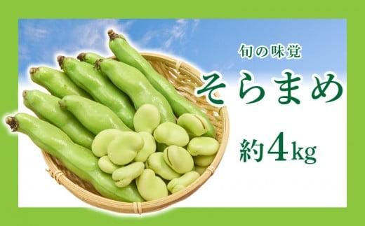 旬の味覚 そらまめ 約4kg【2026年4月下旬～2026年5月下旬配送】 372013_T006-066J