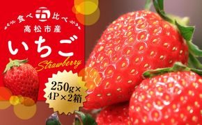 高松市産いちご食べ比べセット　約250g×4パック入り×2箱【2026-1月中旬～2026-5月中旬】 372013_T006-110J
