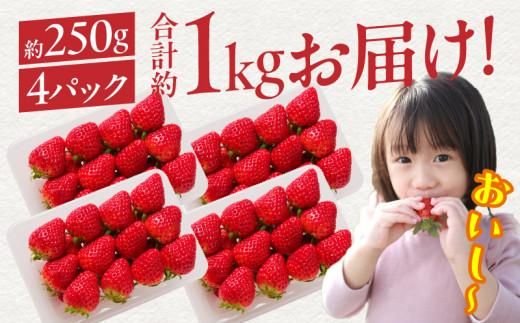 希少品種　女峰いちご4パック(各約250g)【2026年1月中旬～2026年6月上旬配送】 372013_T006-113J