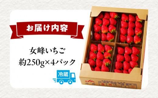 希少品種　女峰いちご4パック(各約250g)【2026年1月中旬～2026年6月上旬配送】 372013_T006-113J
