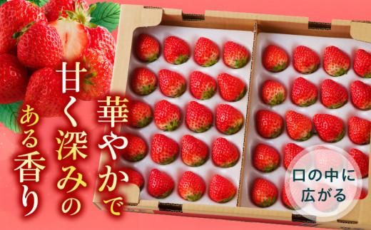 ケーキ用 さぬきひめいちご 4トレー(各約280g)【2026年1月上旬～2026年4月下旬配送】 372013_T006-116J