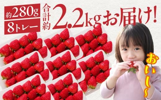 希少ないちご ケーキ用 女峰いちご 約2.2kg【2026年1月上旬～2026年5月下旬配送】 372013_T006-122J