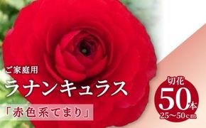 ご家庭用 ラナンキュラス「赤色系てまり」切花50本(長さ25～50cm)【2027年2月中旬～2027年3月下旬配送】 372013_T006-125J