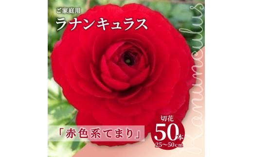 ご家庭用 ラナンキュラス「赤色系てまり」切花50本(長さ25～50cm)【2027年2月中旬～2027年3月下旬配送】 372013_T006-125J
