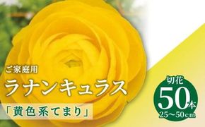 ご家庭用 ラナンキュラス「黄色系てまり」切花50本(長さ25～50cm)【2026-1月中旬～2026-4月上旬配送】 372013_T006-128J