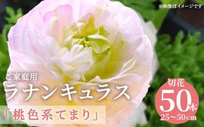 ご家庭用 ラナンキュラス「桃色系てまり」切花 切花50本(長さ25～50cm)【2027-1月中旬～2027-4月上旬配送】 372013_T006-129J