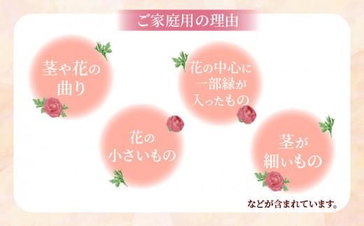 ご家庭用 ラナンキュラス「桃色系てまり」切花 切花50本(長さ25～50cm)【2026-1月中旬～2026-4月上旬配送】 372013_T006-129J