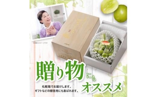シャインマスカット 化粧箱 1房 ( 600g以上 ) 【2026-8月下旬～2026-9月下旬配送】 372013_T006-130J
