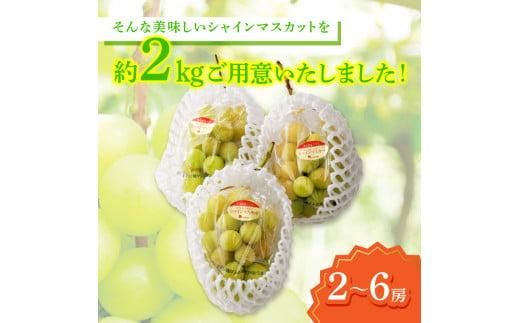 ご家庭用シャインマスカット 約 2kg ぶどう 【2026-8月下旬～2026-9月下旬配送】 372013_T006-131J