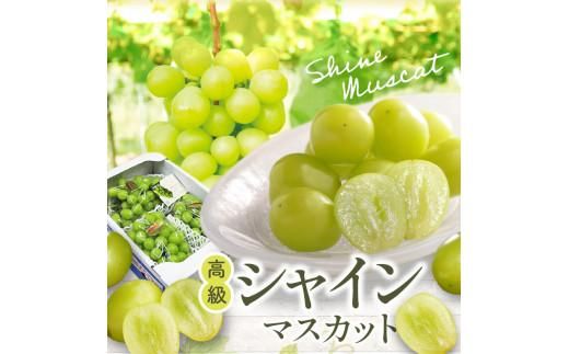高級 シャインマスカット 約2kg 【2026-8月中旬～2026-9月下旬配送】 372013_T006-132J