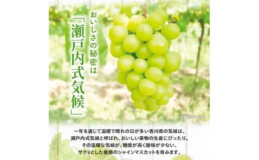 高級 シャインマスカット 約2kg 【2026-8月中旬～2026-9月下旬配送】 372013_T006-132J