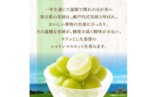 ご家庭用 シャインマスカット 約5kg 【2026-8月下旬～2026-9月下旬配送】 372013_T006-133J