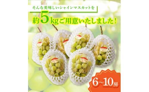 ご家庭用 シャインマスカット 約5kg 【2026-8月下旬～2026-9月下旬配送】 372013_T006-133J