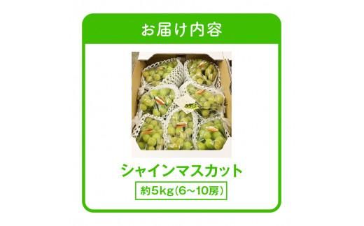 ご家庭用 シャインマスカット 約5kg 【2026-8月下旬～2026-9月下旬配送】 372013_T006-133J