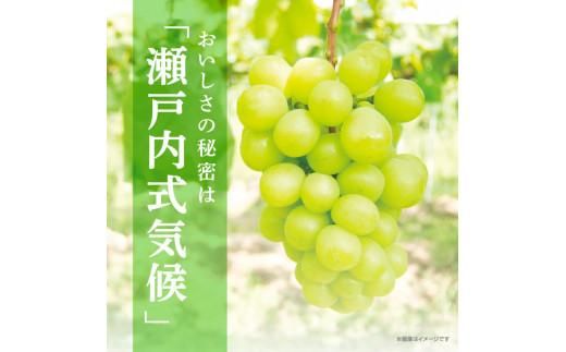 ご家庭用 シャインマスカット パック 約2.4kg【2026-8月中旬～2026-9月下旬配送】 372013_T006-136J