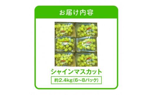 ご家庭用 シャインマスカット パック 約2.4kg【2026-8月中旬～2026-9月下旬配送】 372013_T006-136J