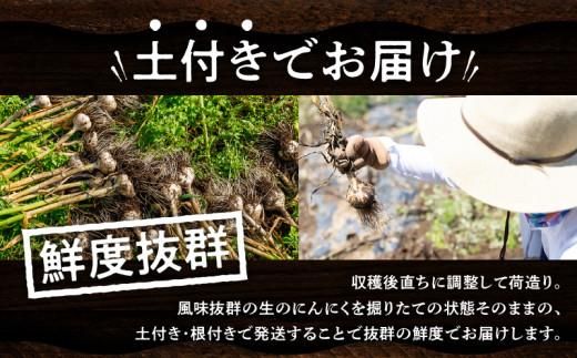 土付きにんにく 約5kg【2026-5月上旬～2026-6月中旬配送】 372013_T006-138J