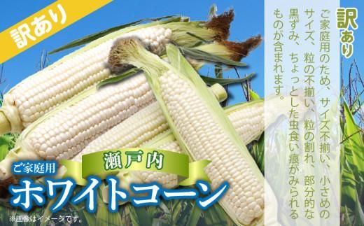 訳あり ご家庭用 瀬戸内ホワイトコーン 約6kg【2026-6月中旬～2026-7月中旬配送】 372013_T006-142J