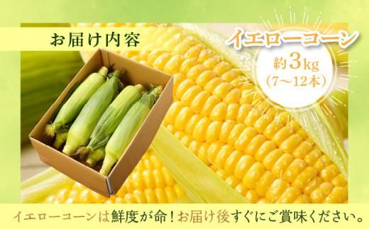 ＼寄附額改定／瀬戸内イエローコーン 約3kg【2026-6月上旬～2026-7月中旬配送】 372013_T006-143J