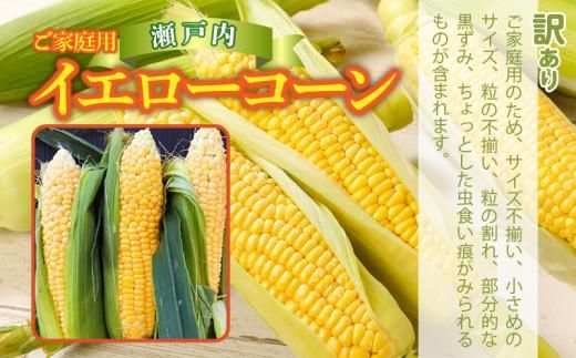 訳あり ご家庭用 瀬戸内イエローコーン 約8kg【2026-6月上旬～2026-7月中旬配送】 372013_T006-144J
