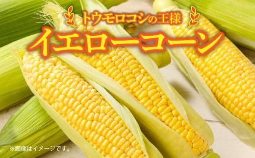 訳あり ご家庭用 瀬戸内イエローコーン 約8kg【2026-6月上旬～2026-7月中旬配送】 372013_T006-144J