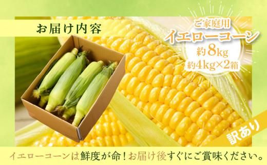訳あり ご家庭用 瀬戸内イエローコーン 約8kg【2026-6月上旬～2026-7月中旬配送】 372013_T006-144J