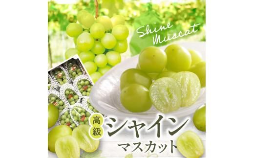 高級  シャインマスカット 約5kg【2026-7月下旬～2026-8月下旬配送】 372013_T006-149J