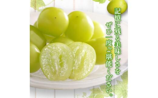 高級  シャインマスカット 約5kg【2026-7月下旬～2026-8月下旬配送】 372013_T006-149J