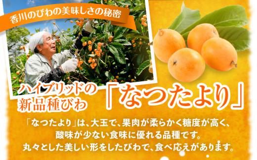 なつたよりびわ　約1kg (約250g×4パック)【2027-5月中旬～2027-6月中旬配送】 372013_T006-153J