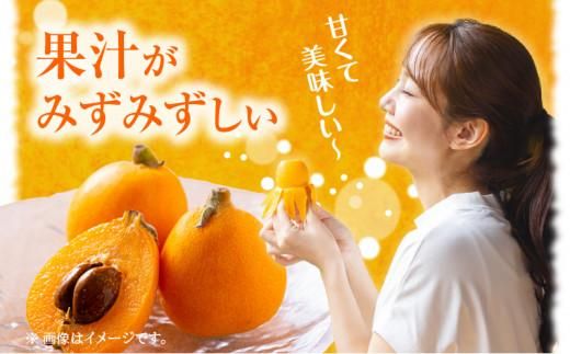 なつたよりびわ　約1kg (約250g×4パック)【2027-5月中旬～2027-6月中旬配送】 372013_T006-153J