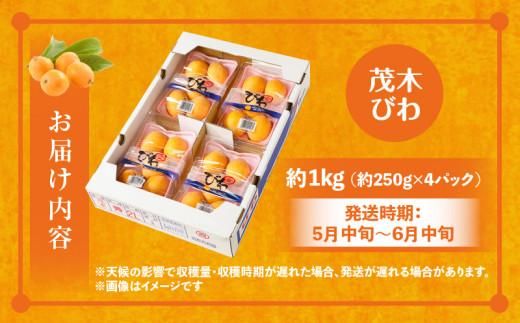 茂木びわ 約1kg (約250g×4パック)【2026-5月中旬～2026-6月中旬配送】 372013_T006-155J