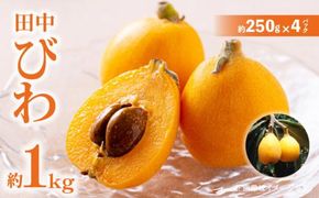 田中びわ 約1kg (約250g×4パック)【2027-6月上旬～2027-7月中旬配送】 372013_T006-156J