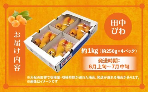 田中びわ 約1kg (約250g×4パック)【2026-6月上旬～2026-7月中旬配送】 372013_T006-156J