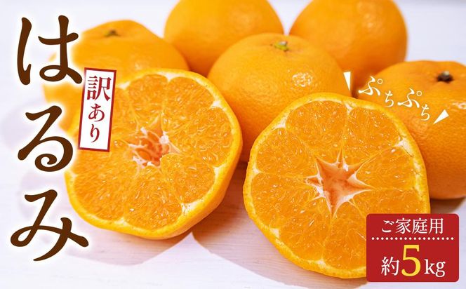 y쌧sz󂠂 ƒp ͂ 5kgy2026-2{`2026-3{zz 372013_T006-184J