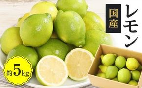 レモン　約5kg【2025年11月下旬～2026年4月上旬配送】 372013_T006-187J