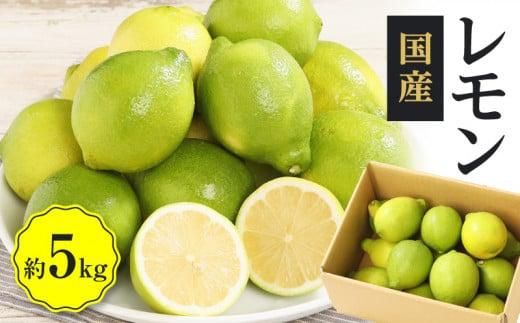 レモン　約5kg【2025年11月下旬～2026年4月上旬配送】 372013_T006-187J
