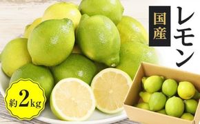 レモン　約2kg【2025年11月下旬～2026年4月上旬配送】 372013_T006-188J