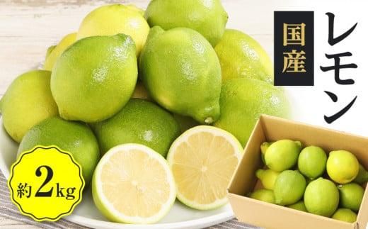 レモン　約2kg【2025年11月下旬～2026年4月上旬配送】 372013_T006-188J