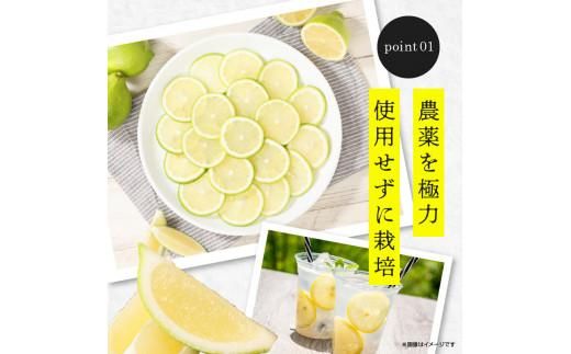 レモン　約2kg【2025年11月下旬～2026年4月上旬配送】 372013_T006-188J