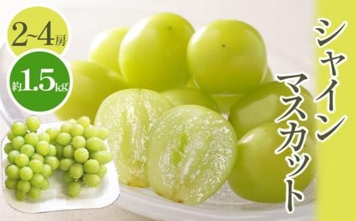 シャインマスカット 約 1.5kg  【2026-8月下旬～2026-9月下旬配送】 372013_T006-193J