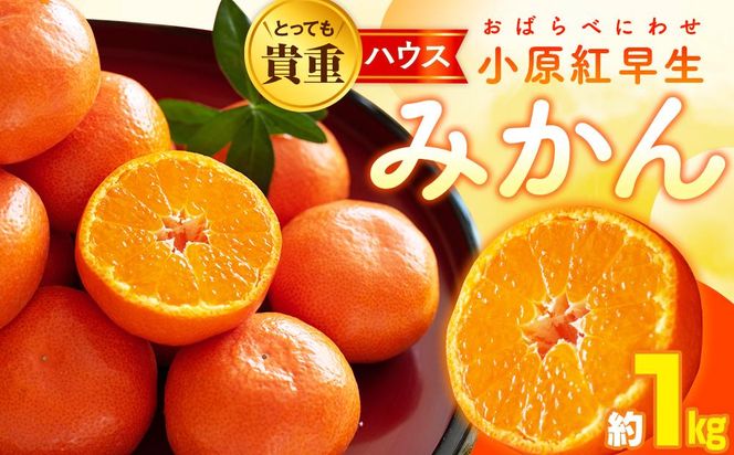 とっても貴重　ハウス小原紅早生みかん　約1kg【2026年6月中旬～2026年8月上旬配送】 372013_T006-194J